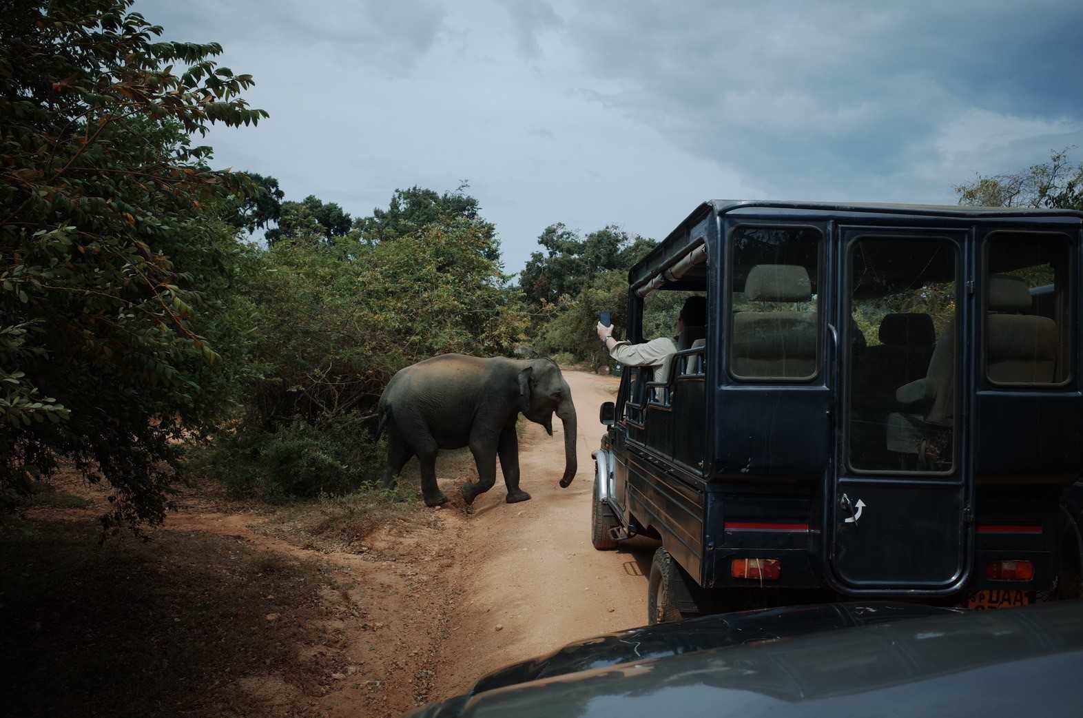 Elephant Safari